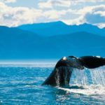 Whale-Tail-Kaikoura-phto-Chris-McLennan2-601x340