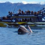 whalewatch.co_.nz_-572x340