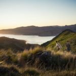 Port Hills, Christchurch, Photo Credit: Julian Apse