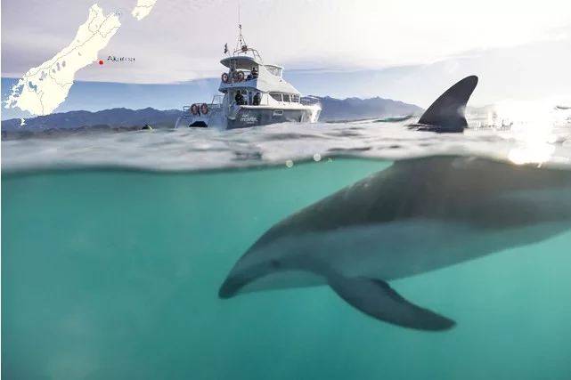 Akaroa - Swim with Dolphins, Photo Credit: Miles Holden